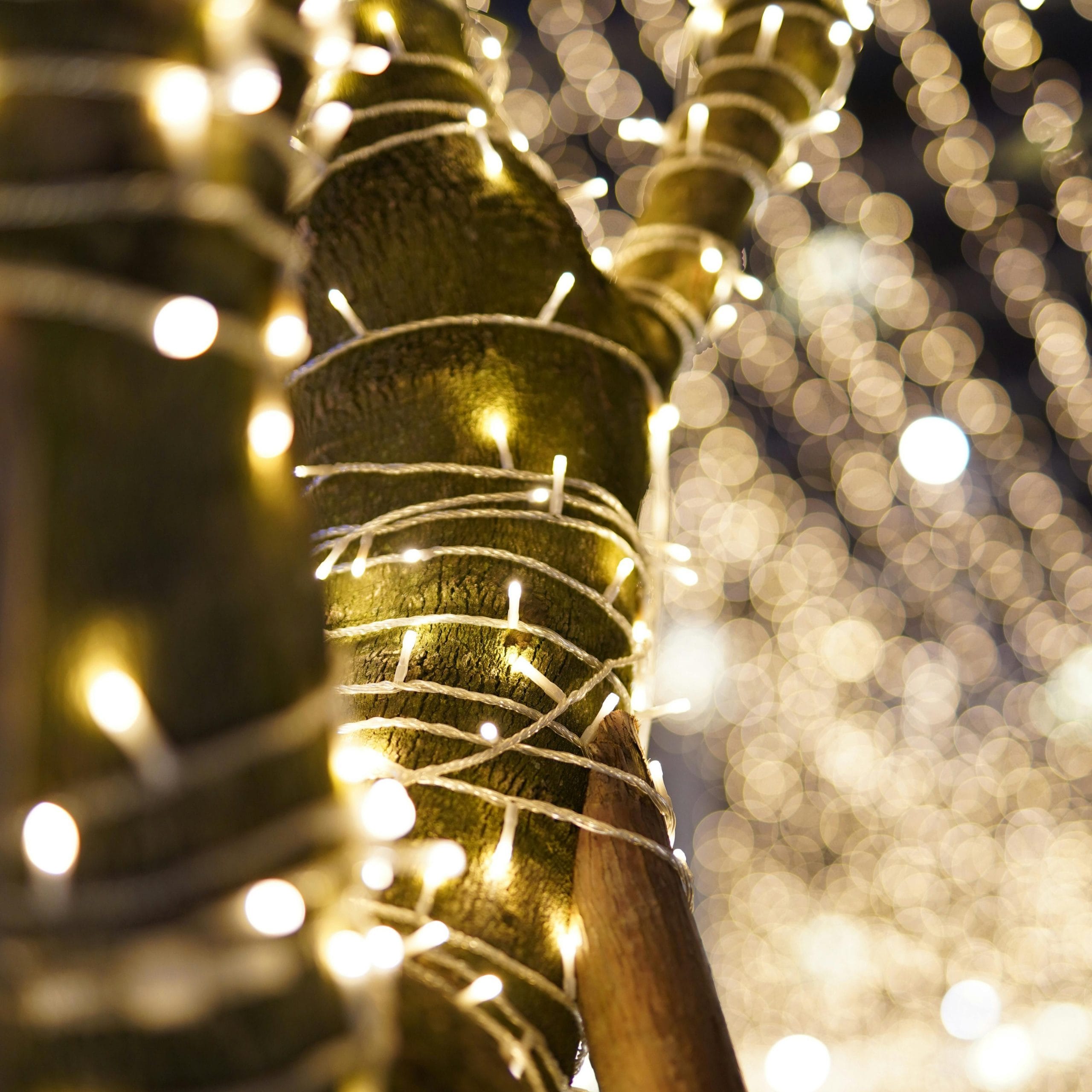 Holiday Nights Christmas Lights Hanging
